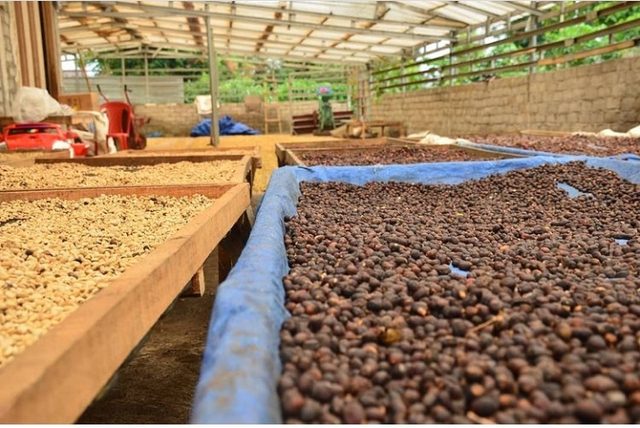 Alko Bersama Petani di Jambi Hasilkan 356 Ton Kopi Tahun Lalu
