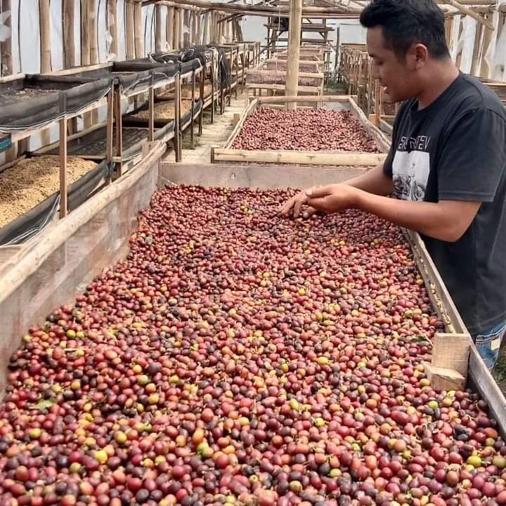 Permintaan Ekspor Kopi Kerinci Terus Meningkat
