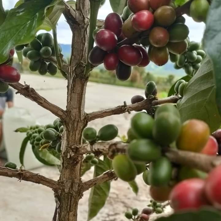 Tingkatkan Produksi Kopi, Petani Kerinci Minta Perhatian Pemerintah