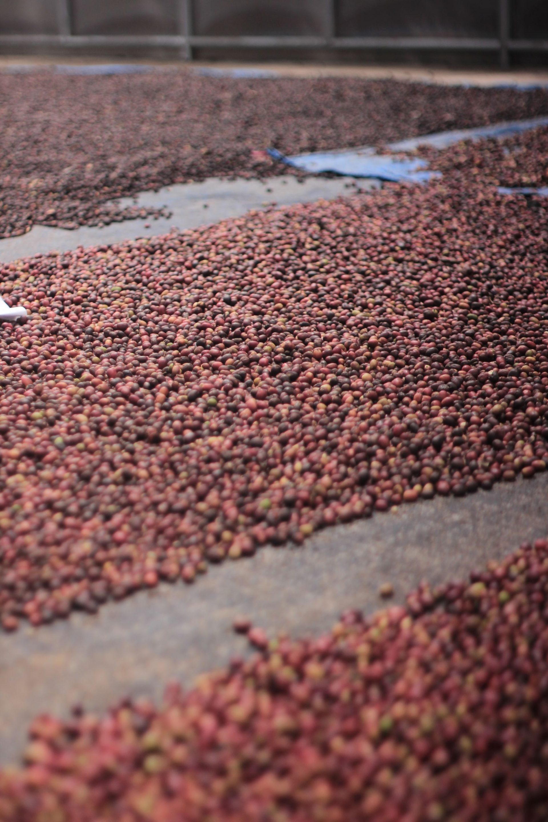 Kopi Arabica Natural Kerinci, Diminati oleh  Roaster Jepang