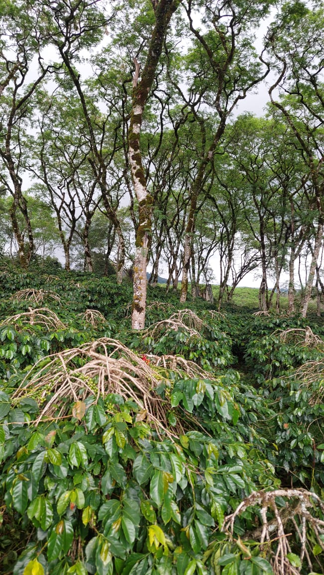 Menjaga Warisan Kopi Gayo: Kemitraan Berkelanjutan untuk Kopi Berkualitas Dunia