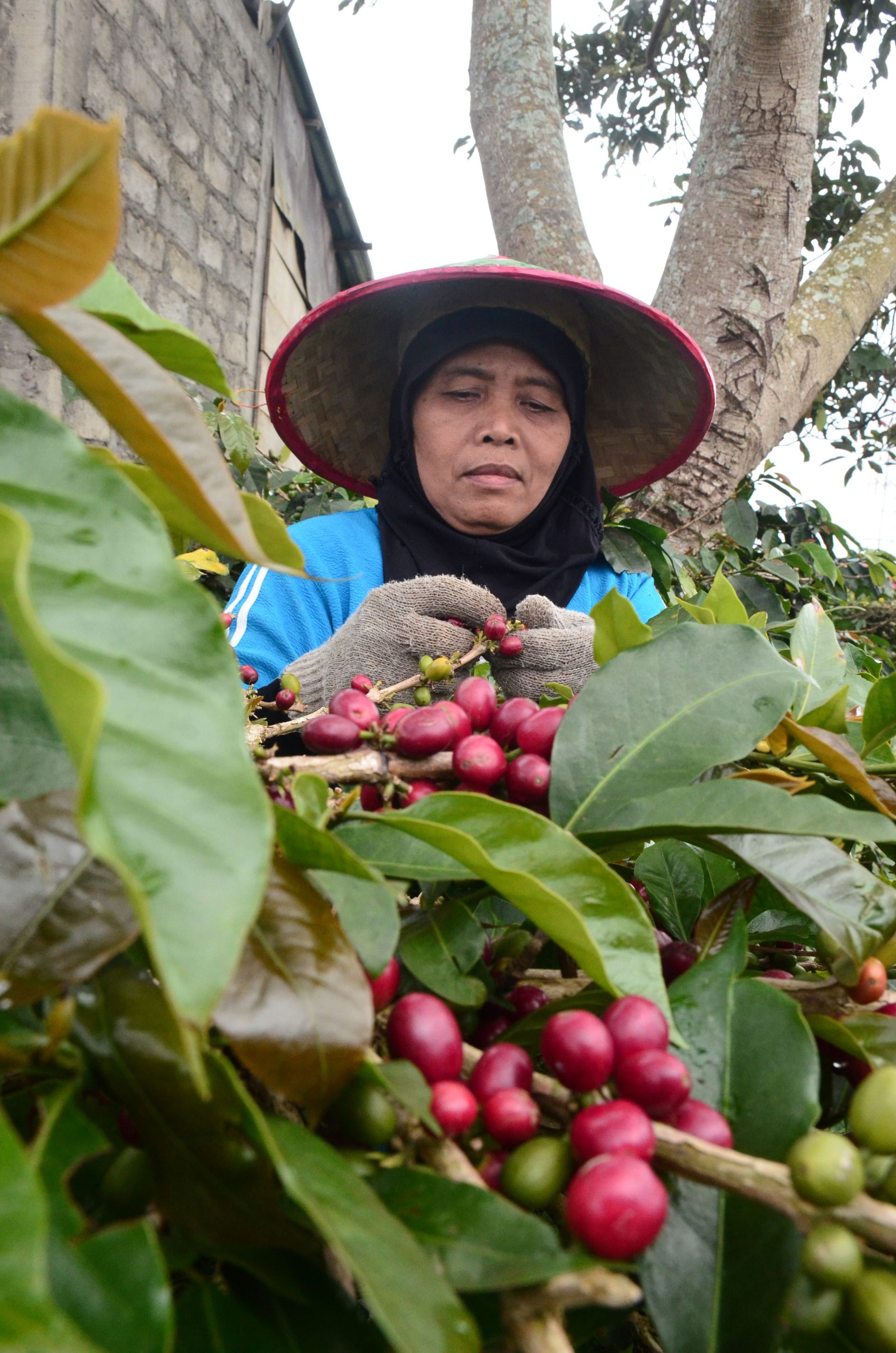 Peningkatan Kapasitas SDM: Membangun Generasi Unggul di Industri Kopi