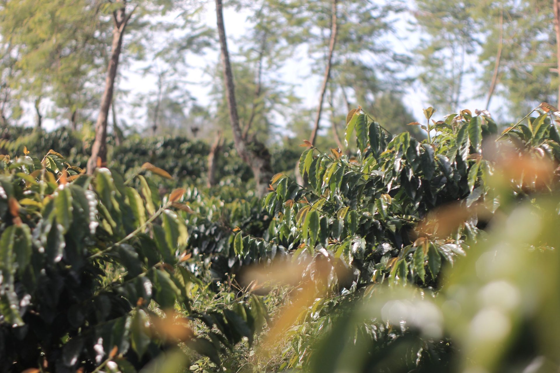 Pentingnya Budidaya Kopi dalam Menjaga Kesuburan Tanah di Kerinci