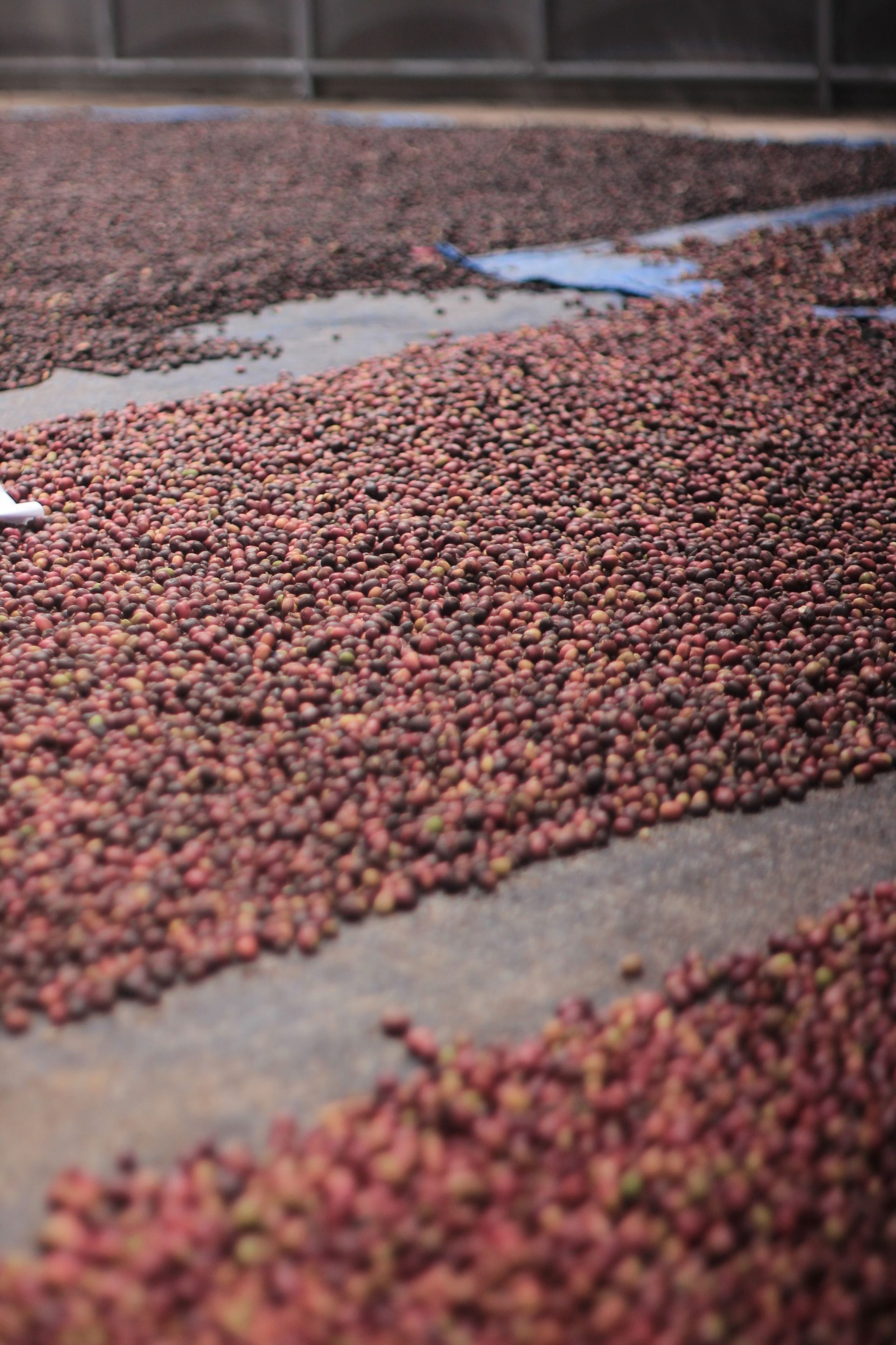 prediksi harga kopi 2025: produksi sektor hulu kopi terancam dengan perubahan iklim dan produktifitas rendah