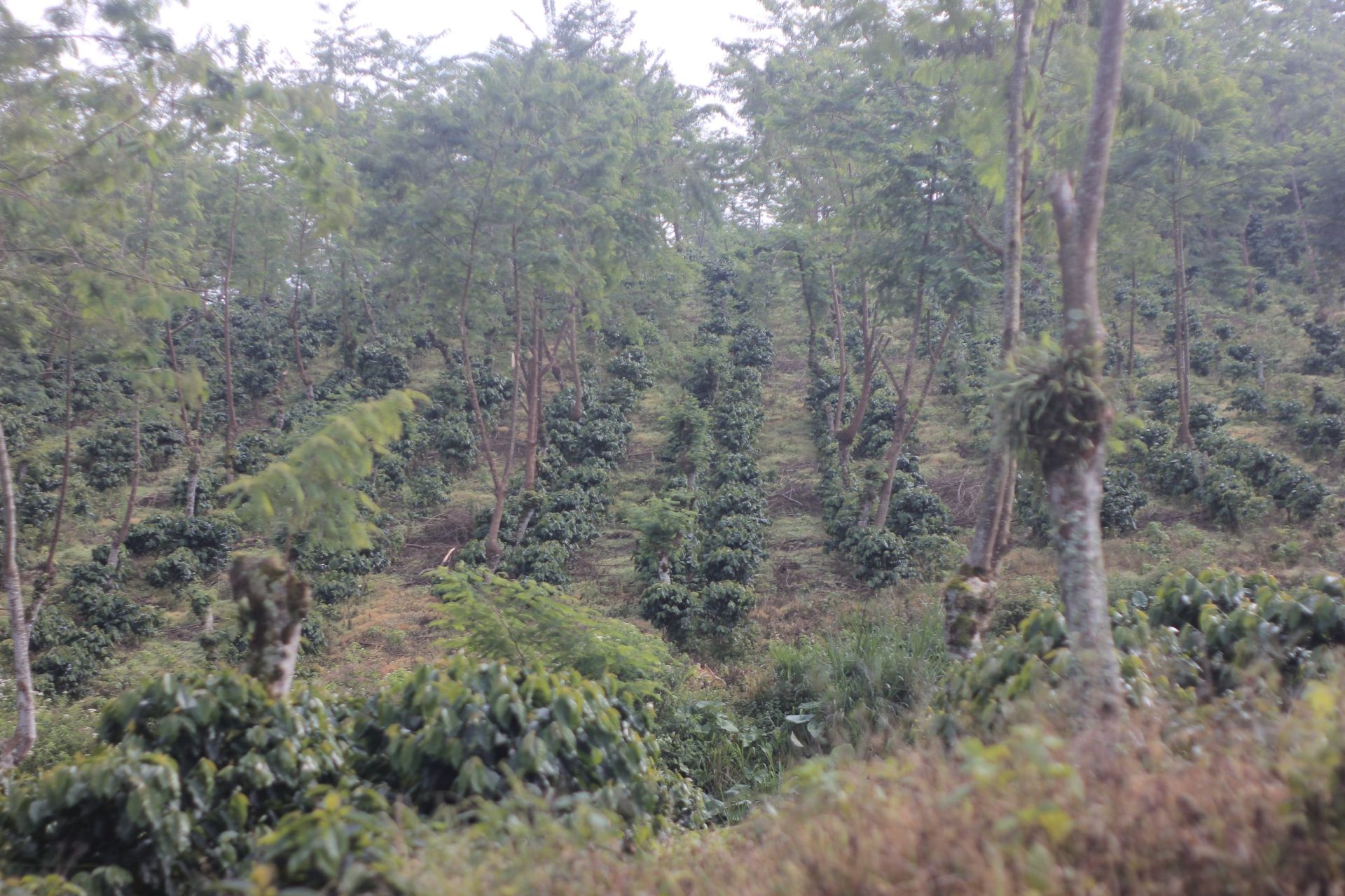 Inovasi Digital untuk Meningkatkan Nilai Tambah Kopi Kerinci