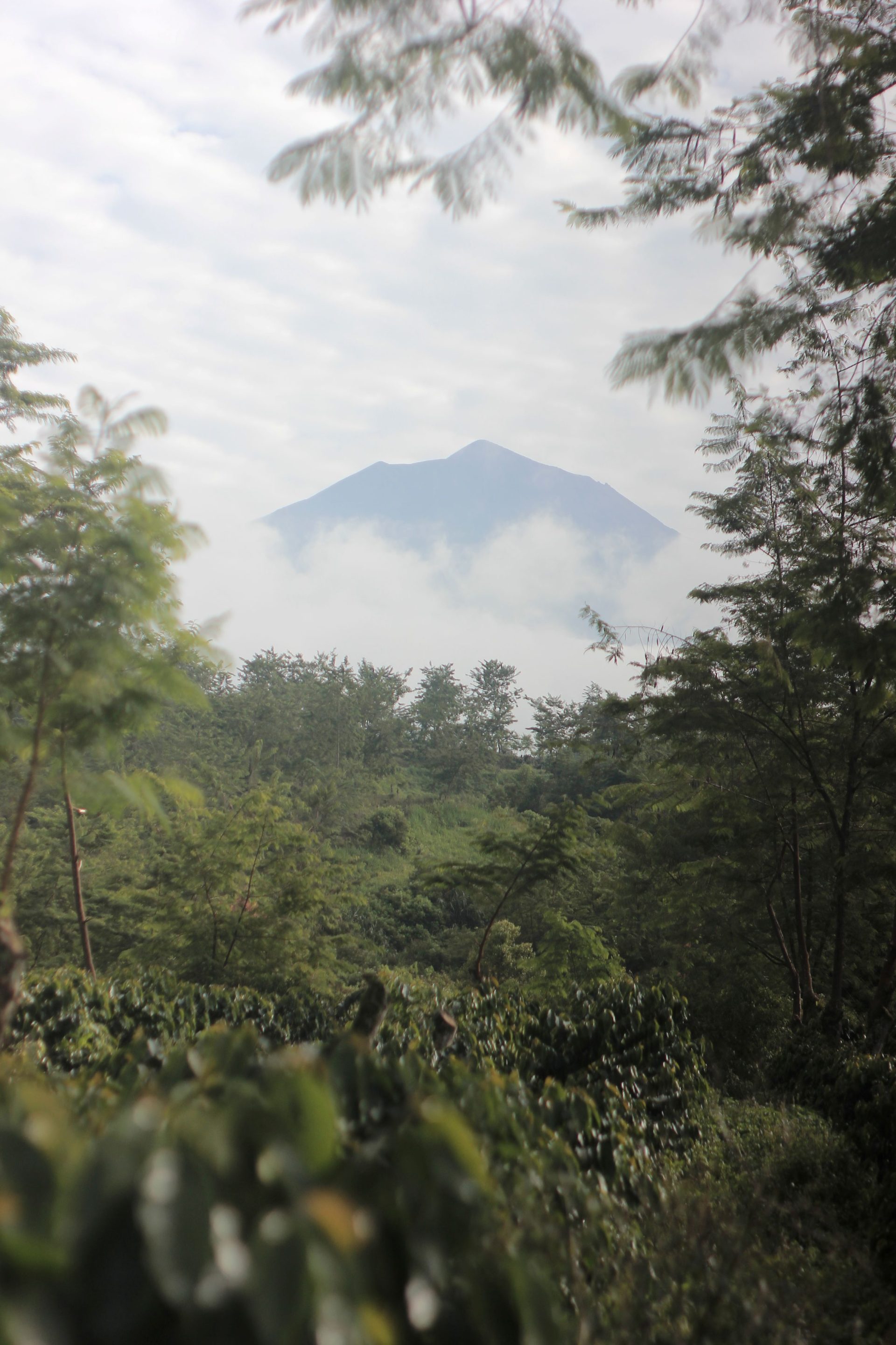 Dari Sumatra untuk Dunia: Misi Alko dalam Mempromosikan Kopi Berkelanjutan
