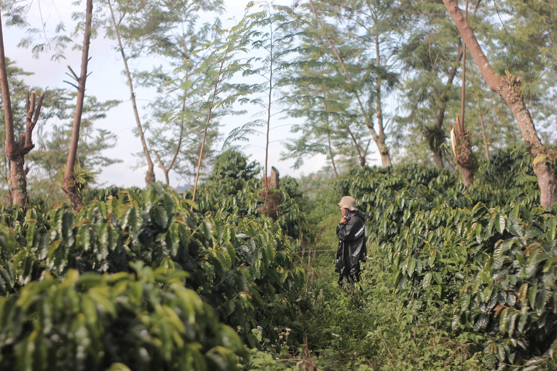 "Membangun Ekosistem Kopi Berkelanjutan: Dari Petani hingga Konsumen"
