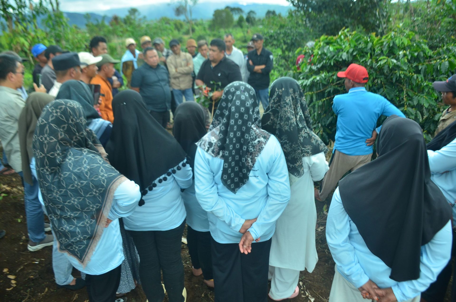 Potensi Besar Perkebunan Kayu Aro dan Peran ALKO dalam Mendorong Ekspansi Kopi Kerinci Berkelanjutan