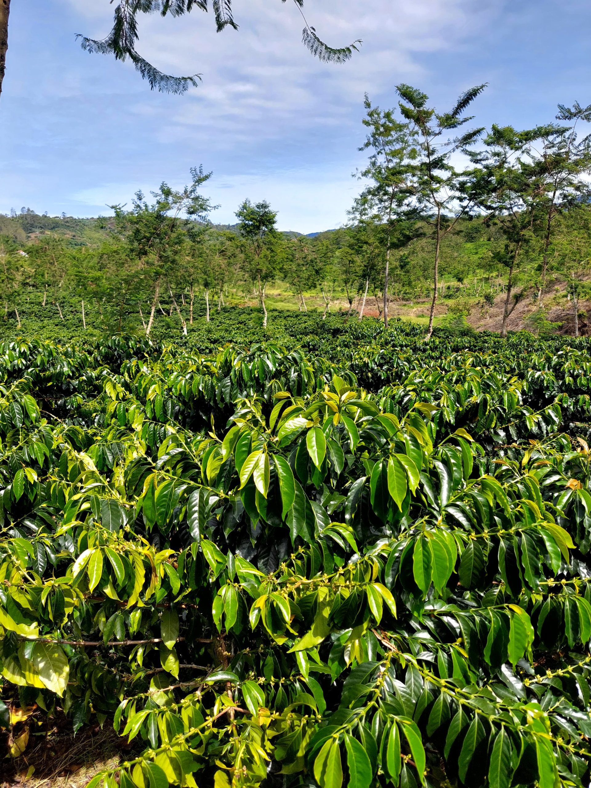 Selamat Hari Kopi Nasional! 11 Maret 2025