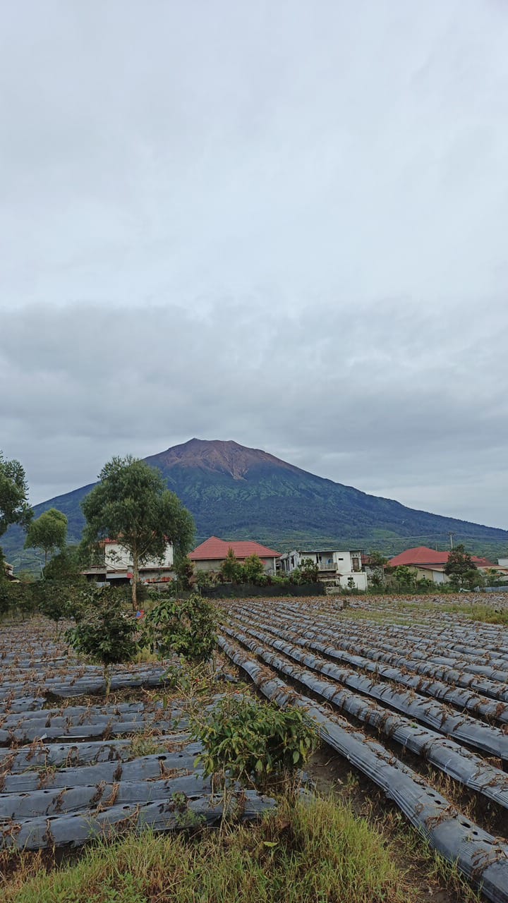 Inovasi Teknologi dalam Budidaya dan Pascapanen Kopi