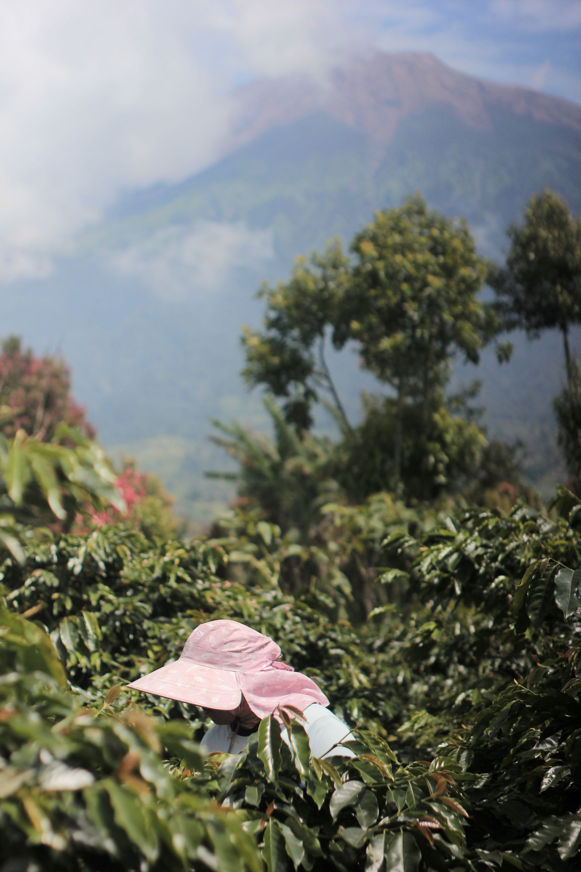 Teknik Pemupukan untuk Meningkatkan Produktivitas dan Kualitas Kopi