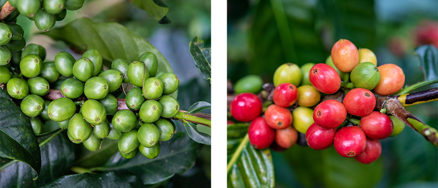 Mengenal Jenis-Jenis Kopi: Varietas Unggul dari Sumatra