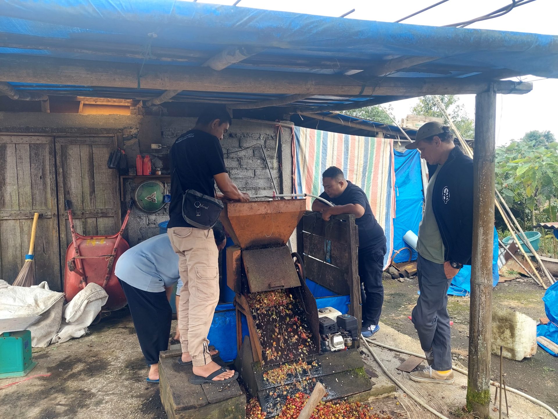 WET HULLED PROCESS OF KERINCI COFFEE