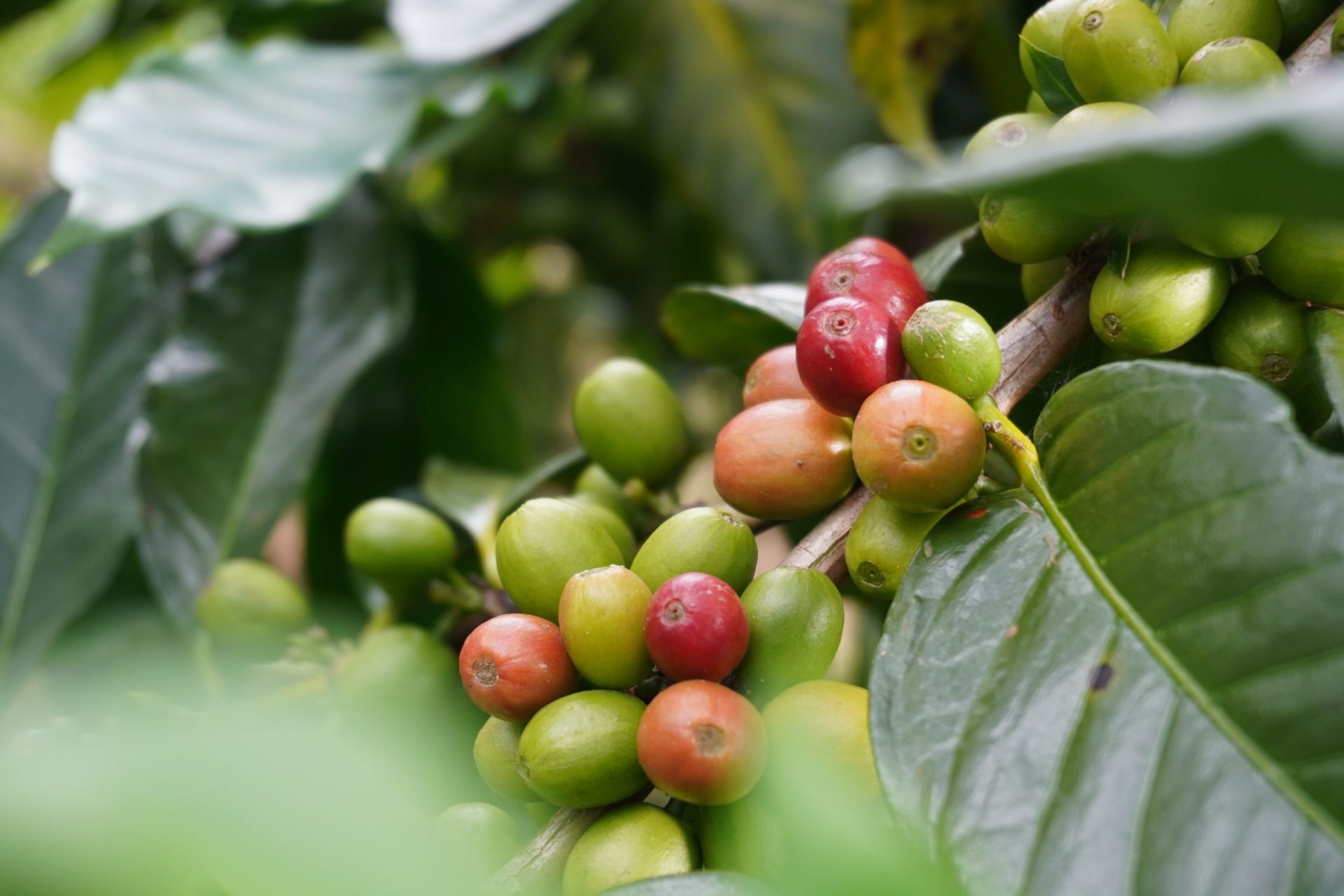 Mengenal Varietas Kopi Unggul Sumatra: Dari Typica, Andungsari, hingga Sigararutang