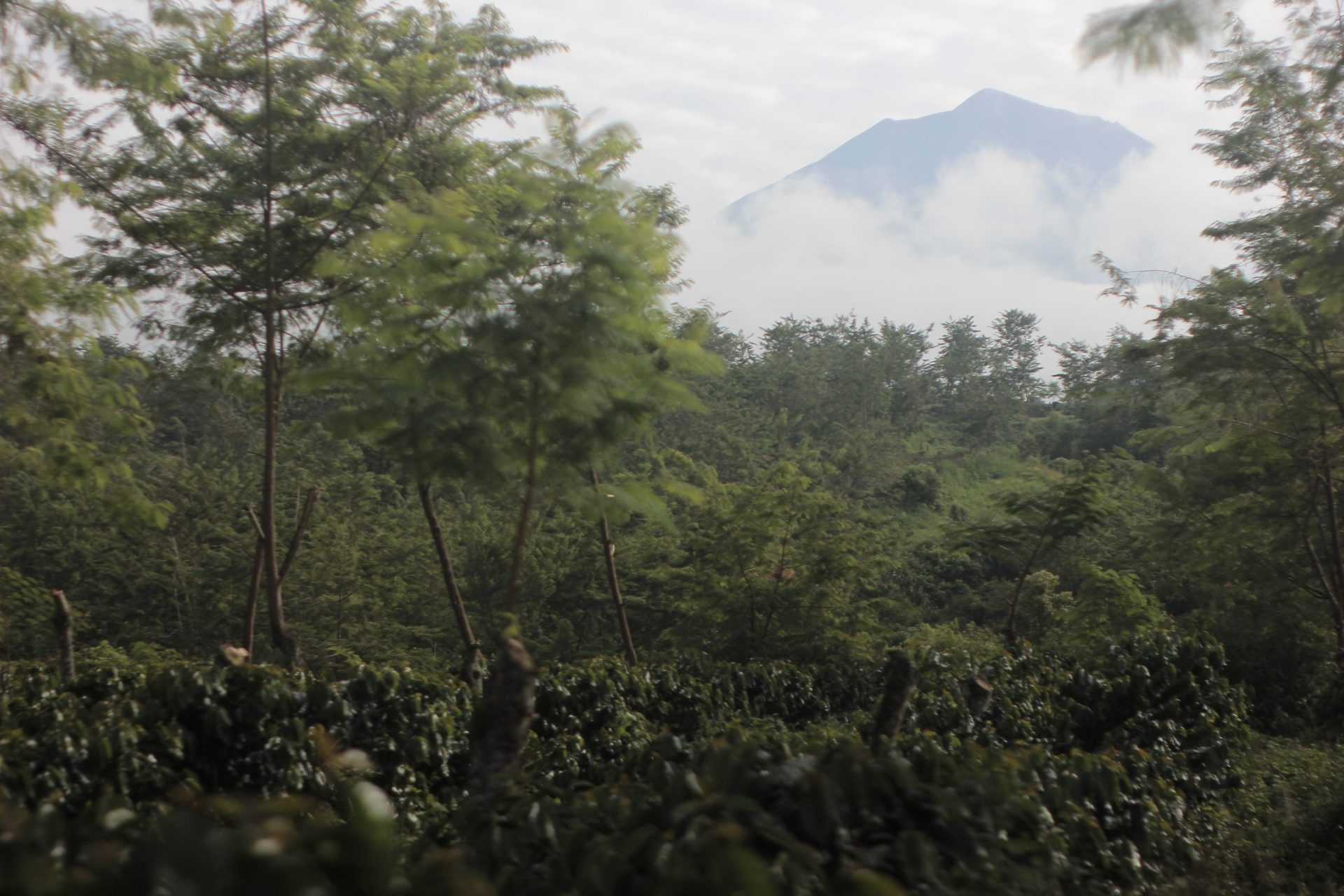 Pengelolaan Tanah dan Agroforestri untuk Budidaya Kopi Berkelanjutan di Kerinci