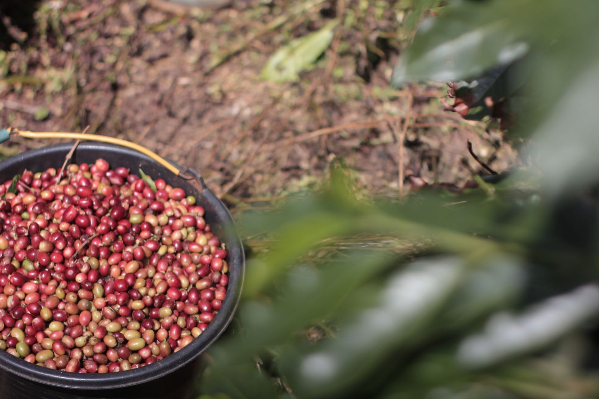Strategi Pemetikan dan Panen Kopi untuk Specialty Grade