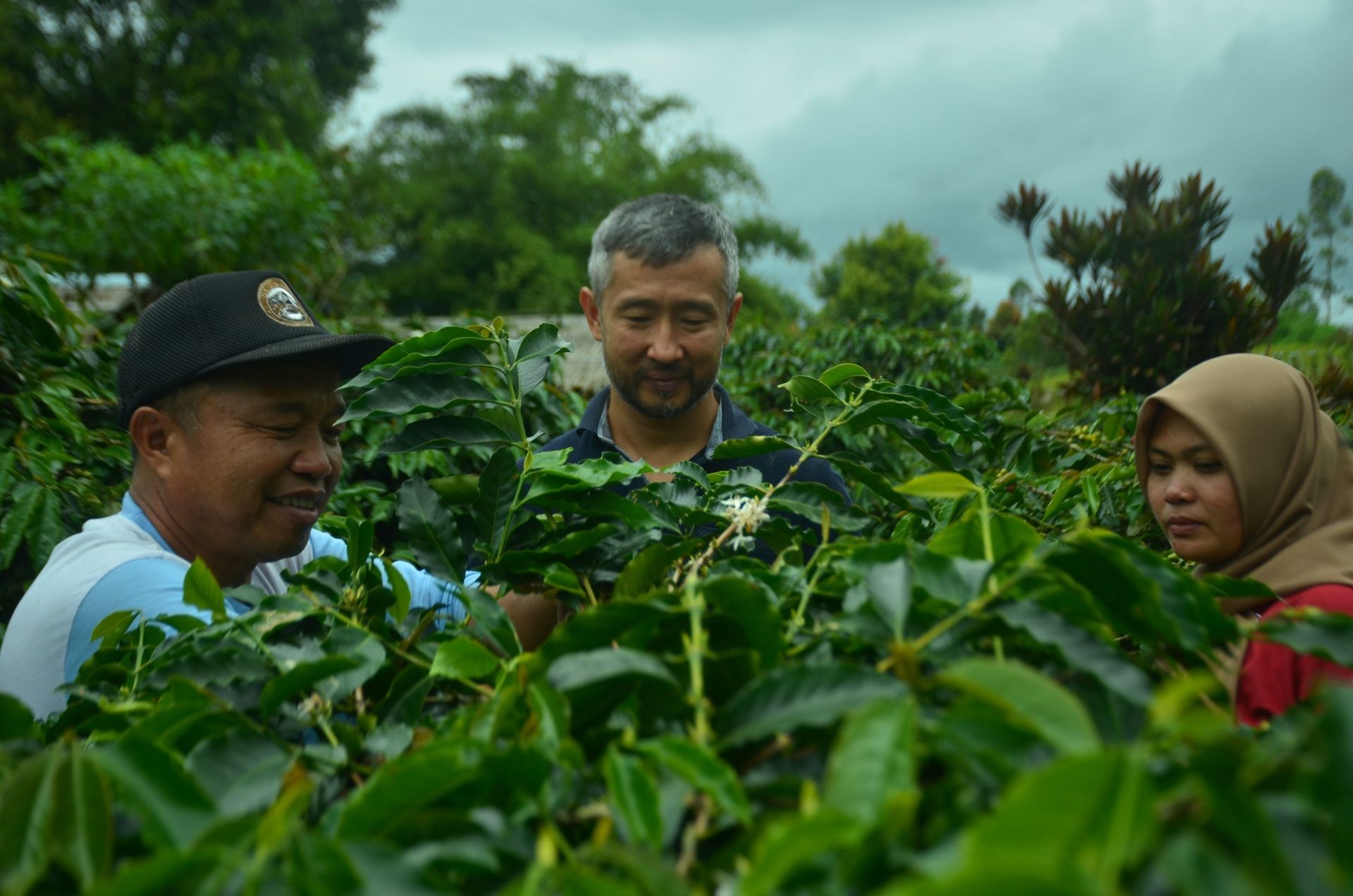 Manajemen Pascapanen Kopi Specialty oleh ALKO Sumatra Kopi