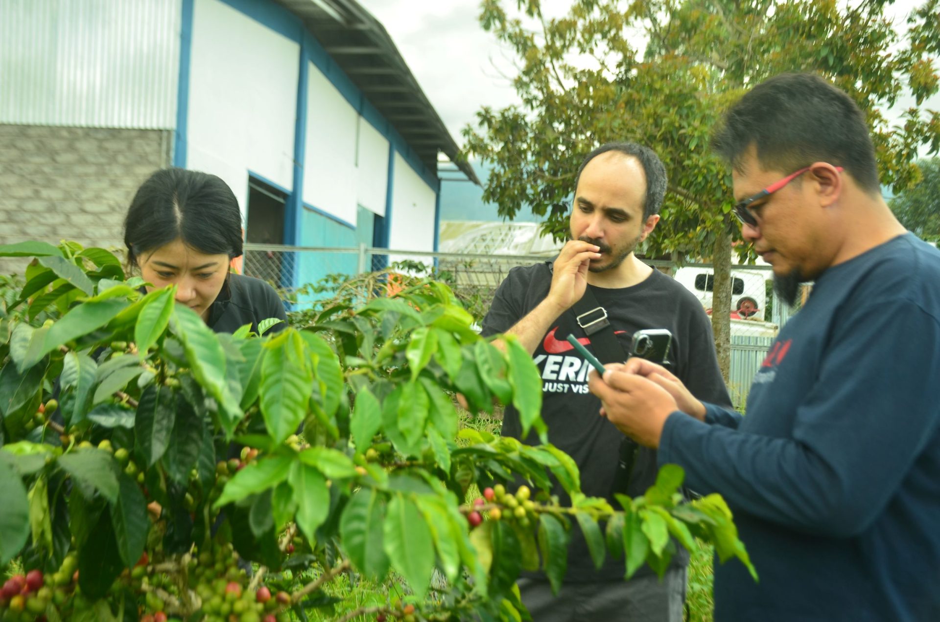 Kunjungan Mitra Dagang Jepang dan Yaman: Persiapan Pengiriman Kopi Kerinci ke Pasar Internasional