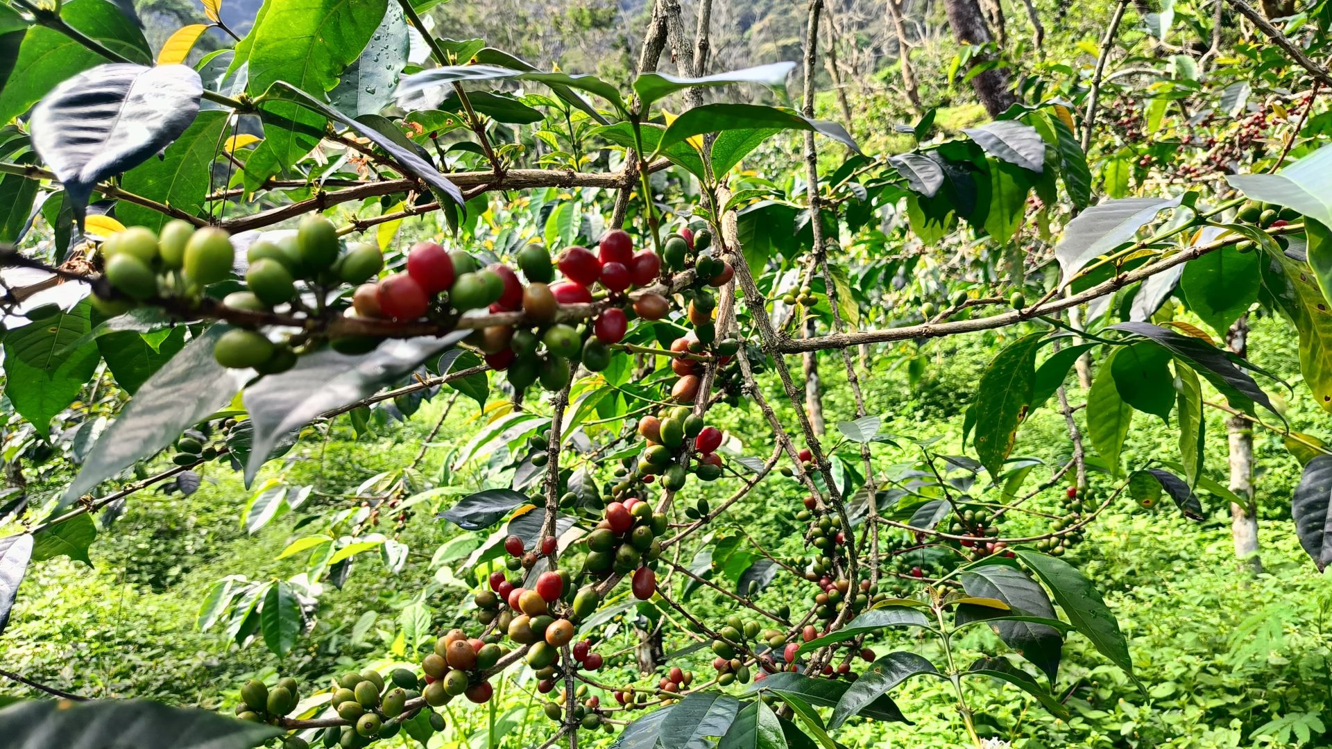 Digitalisasi dan Traceability: Masa Depan Transparansi Kopi ALKO