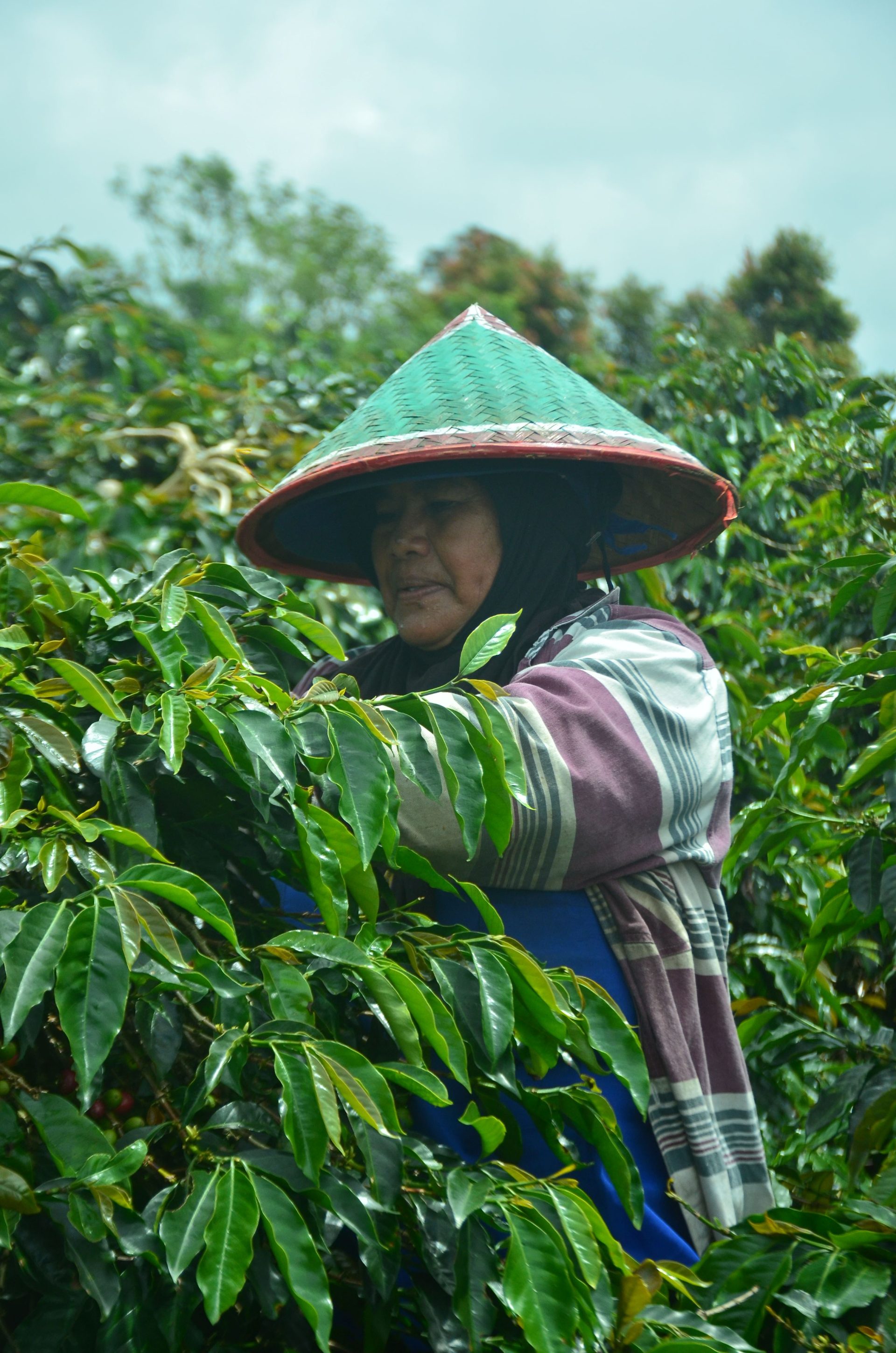 Perempuan dalam Ekosistem Kopi ALKO: Penggerak Inklusi dan Keberlanjutan
