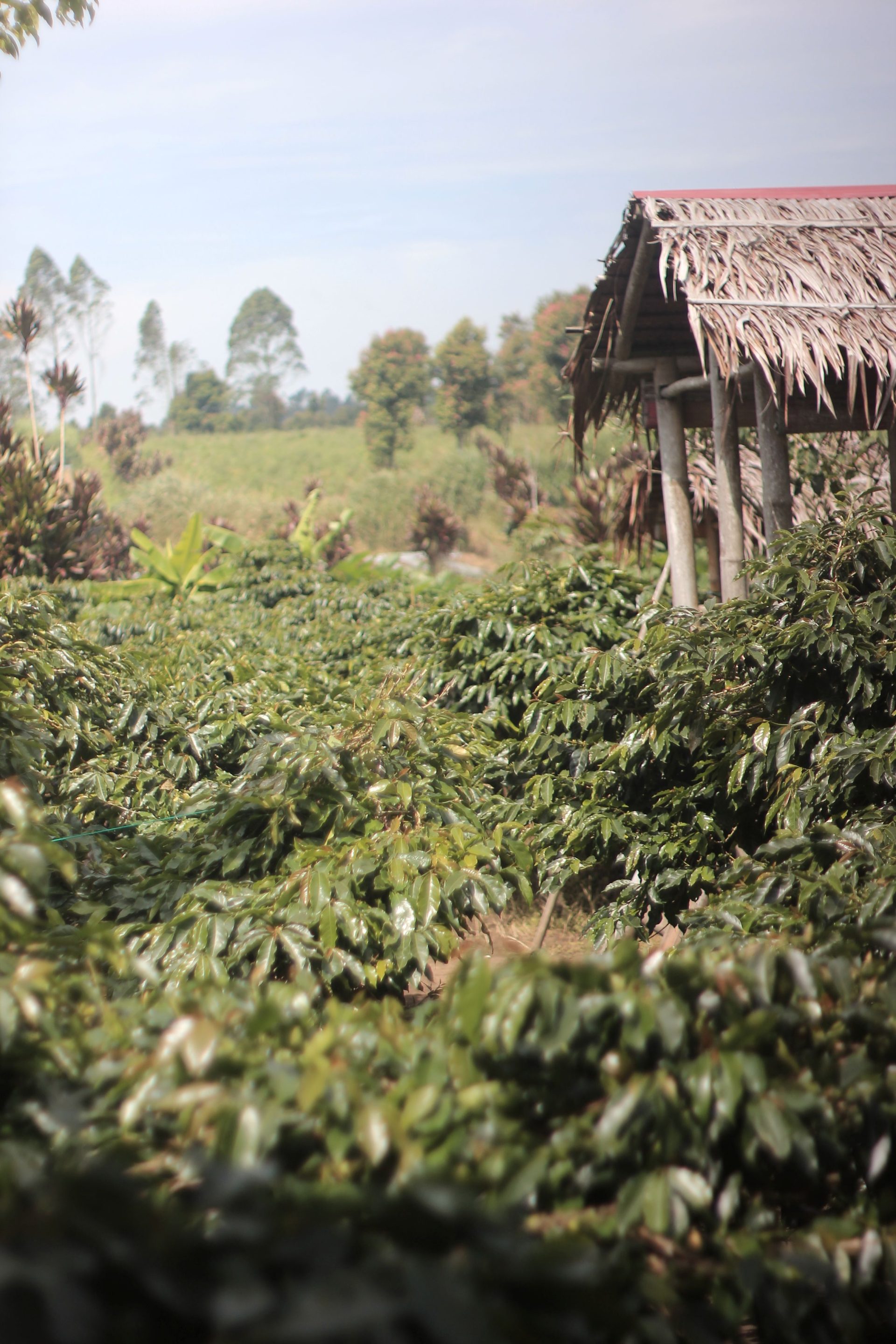 Ekowisata Kopi: Menyatu dengan Alam, Belajar dari Petani