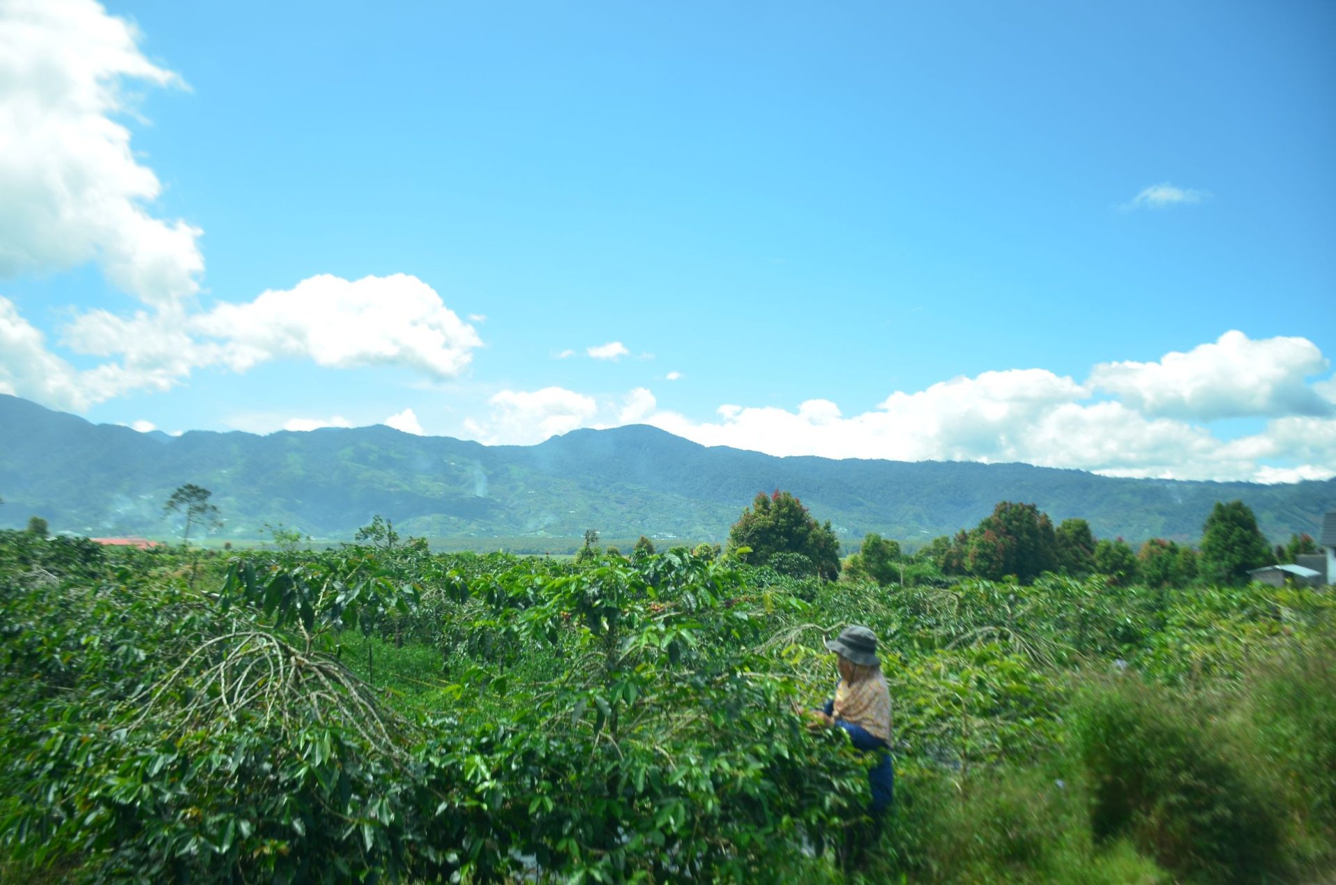 Budidaya Kopi Berkelanjutan di Lereng Gunung Kerinci