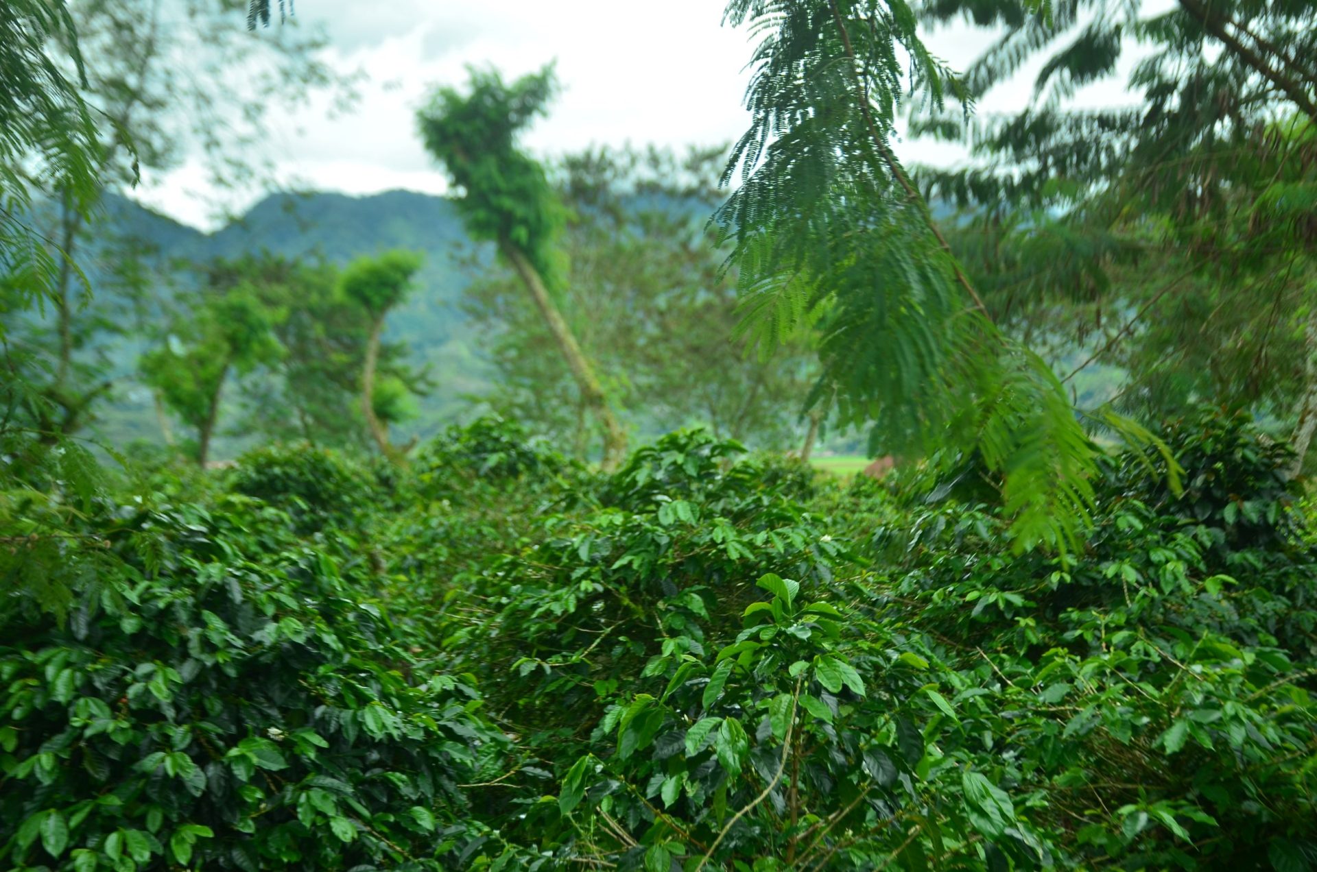 Inovasi dan Teknologi dalam Rantai Pasok Kopi: Dari Petani hingga Konsumen