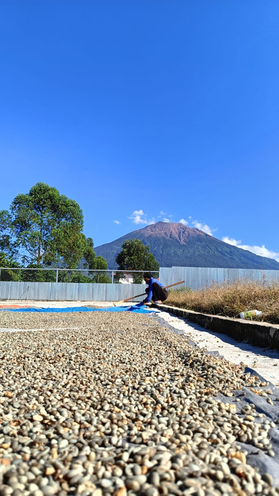 Jejak Kopi Sumatera: Dari Lereng Gunung Hingga Cangkir Dunia
