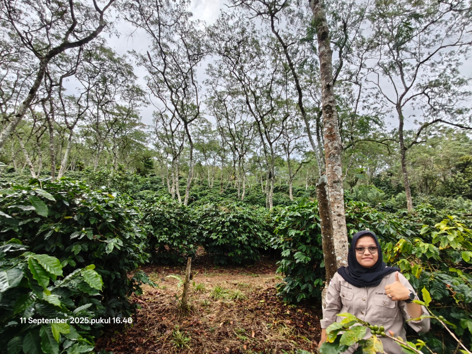 Tiga Dara Kopi Sipirok: Perjalanan Anak Muda Merawat Warisan Kopi dengan Semangat Baru