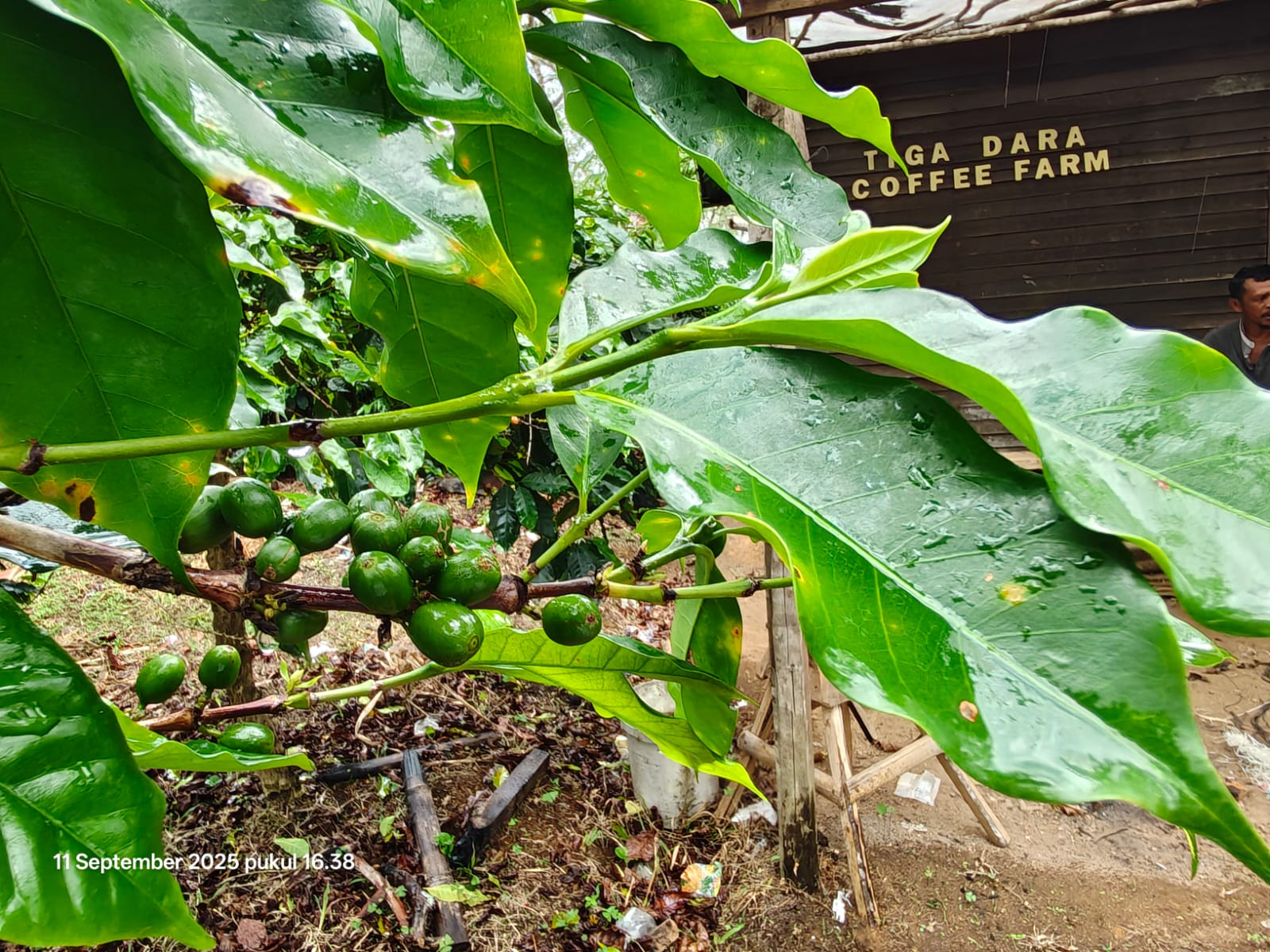 Kopi Mandailing: Warisan Budaya dan Rasa dari Sumatera Utara
